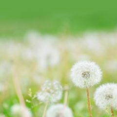 watahanaスタッフ紹介