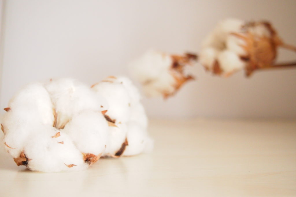 棉の花　コットンフラワー　watahana