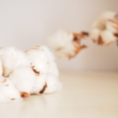 オーガニックコットンのメリットとコットンとの違い