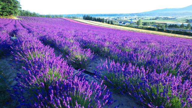 ラベンダー畑