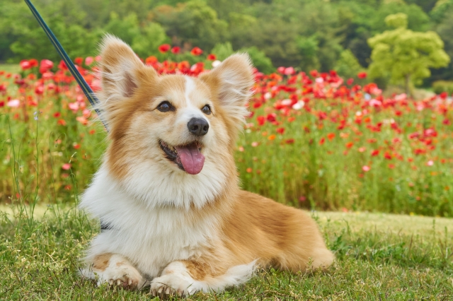 可愛い犬と赤色の花畑