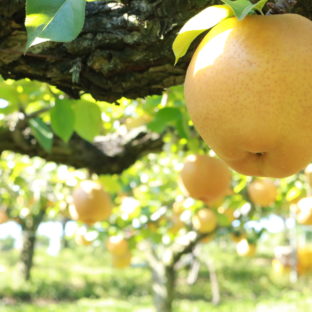 梨の妖精人気の”ふなっしー”船橋市の名産は瑞々しい夏場においしい果物