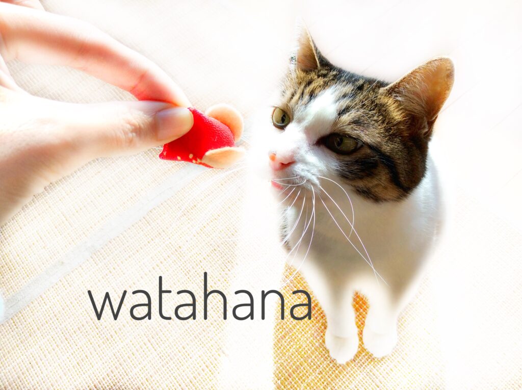 ネズミのおもちゃと猫