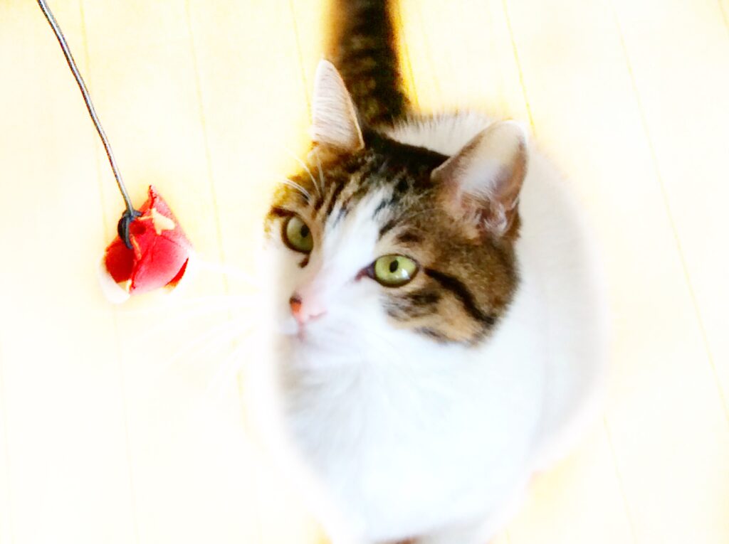 猫おもちゃと猫