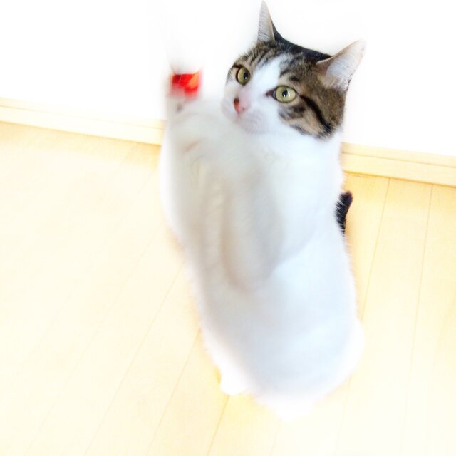 猫おもちゃで遊ぶ猫