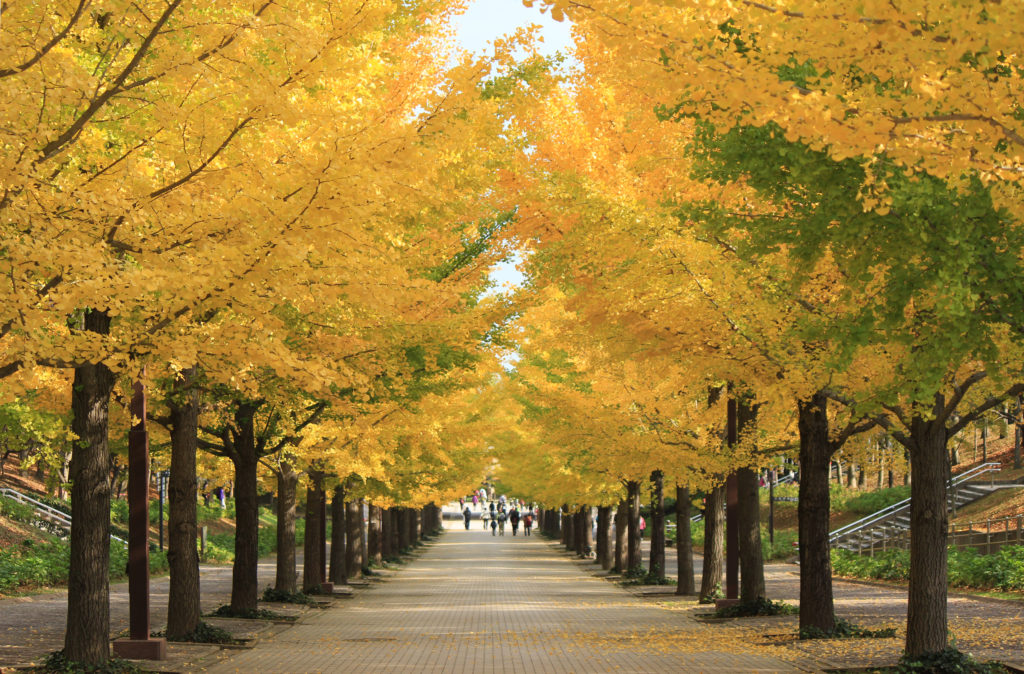 秋の銀杏並木