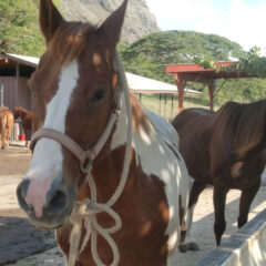 革の鉛筆キャップ馬グッズ魚＆タコ動物モチーフ雑貨お子様のプレゼントに
