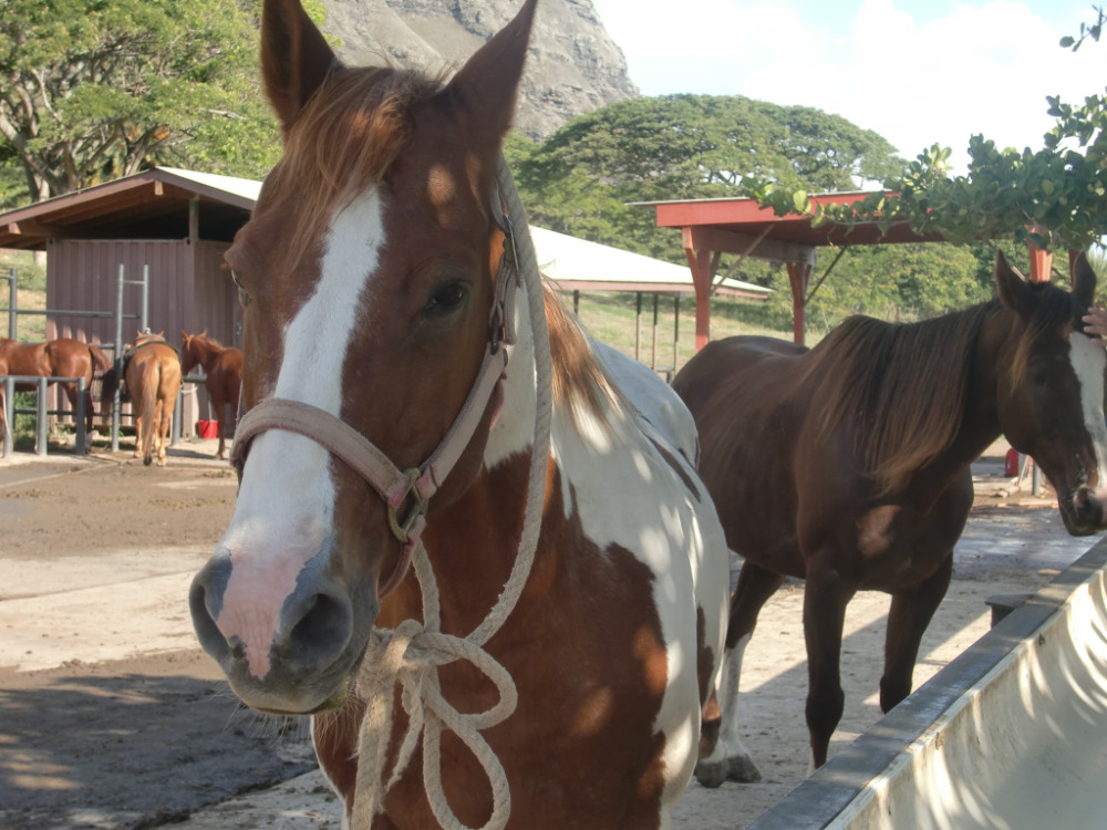 馬　ホース　動物