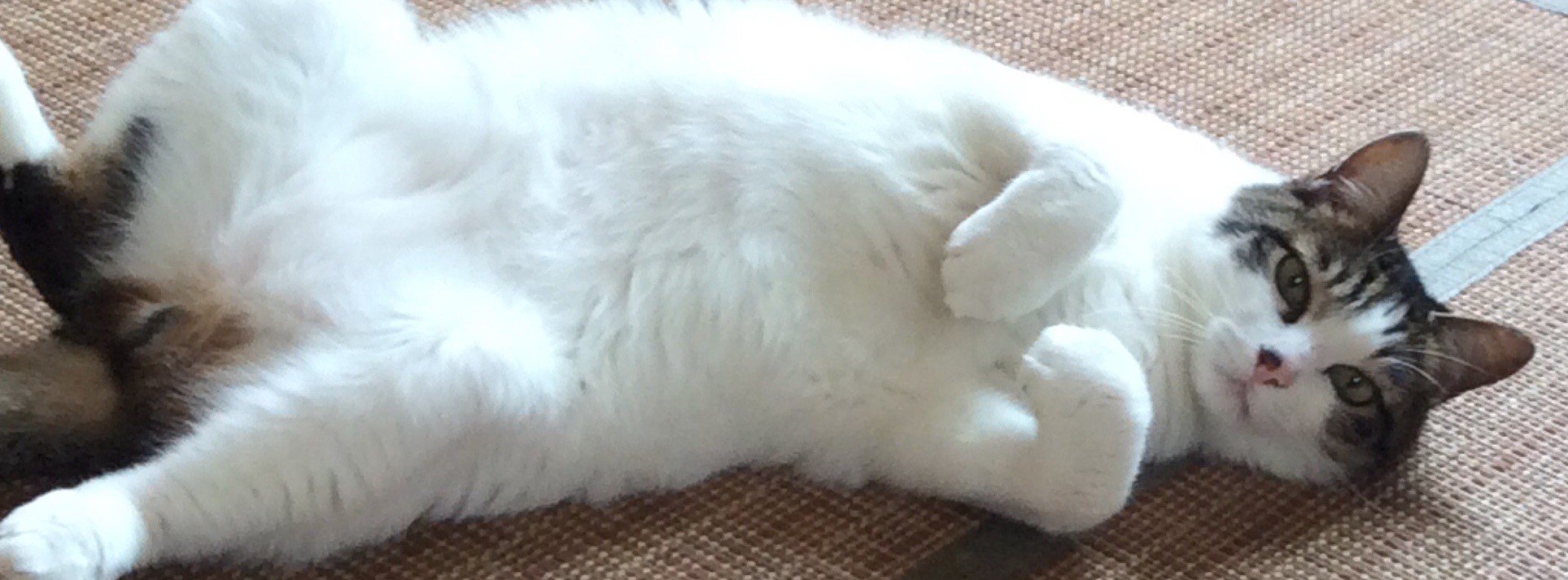 猫　ひっくり返っている手が可愛い