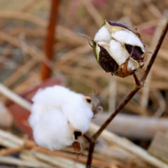 オーガニックコットンの魅力と健康効果とは？