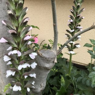 宿根草/多年草/球根の”手間いらずな”お庭のガーデニング