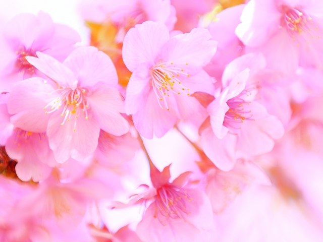 桜　ピンク色　春