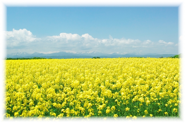 菜の花　黄色