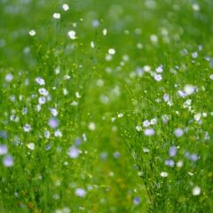 綺麗な亜麻/リネンの花（ブルー・青）の色素から作る天然染料の魅力