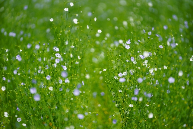 亜麻の花　