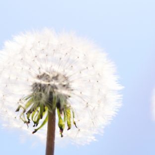 誕生花特別セール”タンポポ”をwatahanaのイメージフラワーに