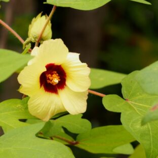 コットン素材の魅力と綿花言葉の秘密