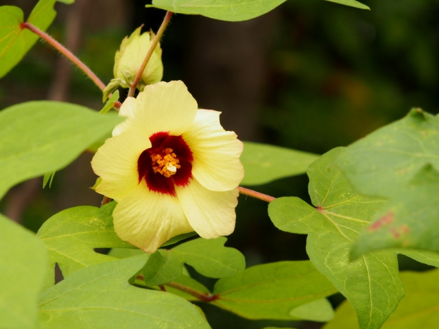 コットン　綿の花