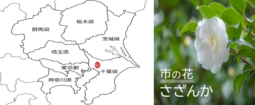 千葉県船橋市　市の花さざんか