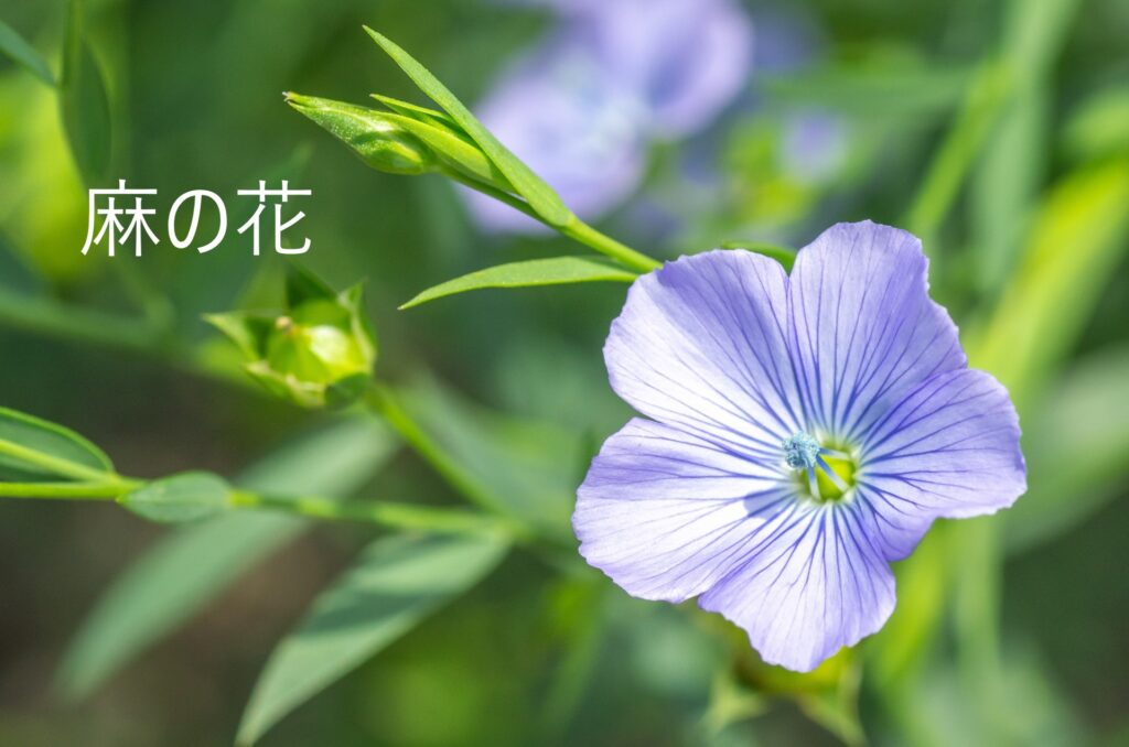 麻の花　リネン　亜麻　ブルーの小さな花