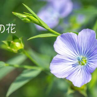 生地のリネンが繊維が取れる亜麻の花の種類別ガイド：美しい品種と特徴