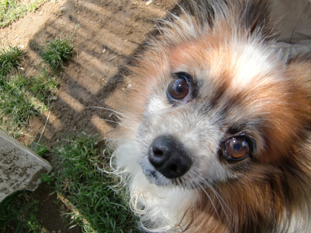 可愛い犬 パピヨン