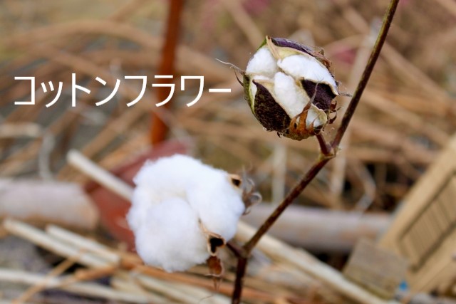 コットンフラワー　綿　ガーゼ　肌の弱い方に