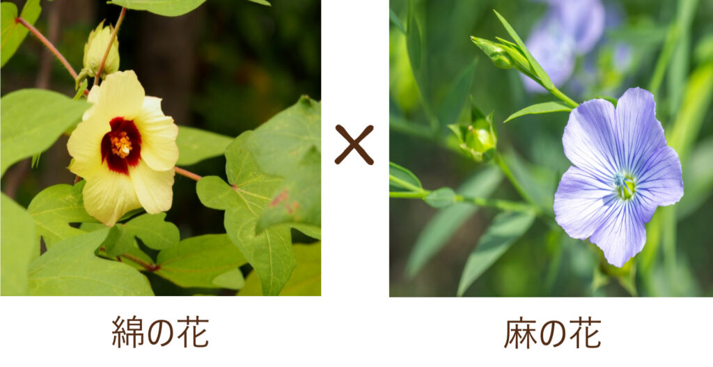 綿の花×麻の花