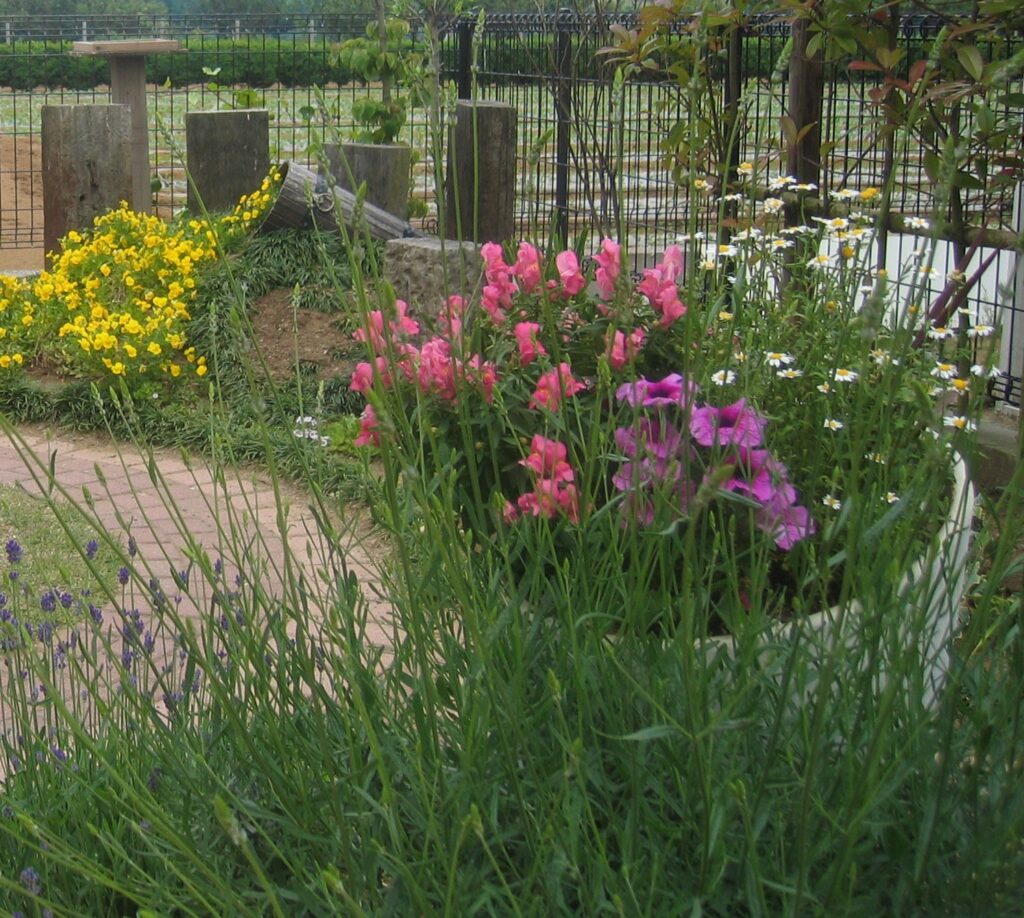 庭 ガーデニング 花