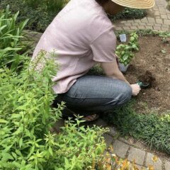 庭で家庭菜園”簡単野菜を育てよう”食べれるものを収穫する楽しみ