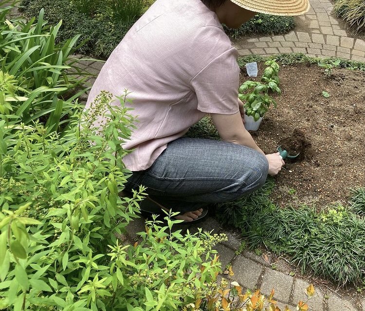 バジル苗植えました　お庭　ガーデニング