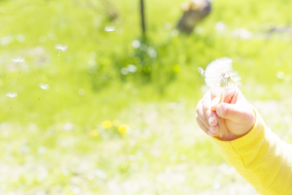 タンポポ綿毛を持つ子供の手