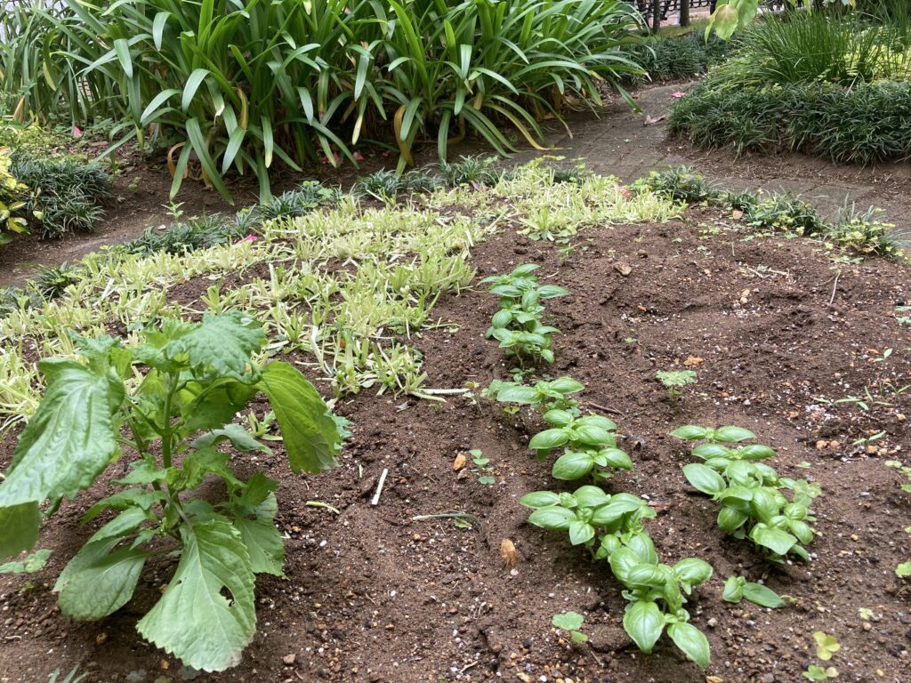 バジル シソ 家庭菜園 野菜作り 庭 ガーデニング