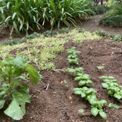 クイーンが…日常のホームセンターのお買い物で