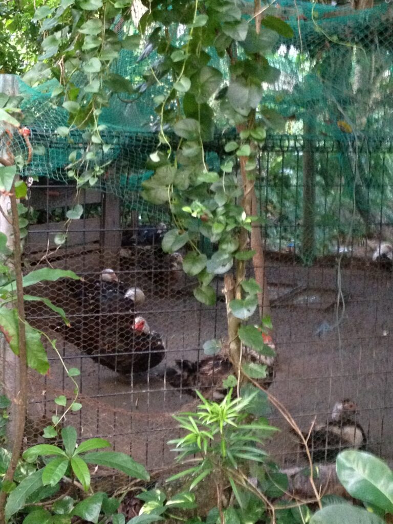 沖縄　西表島　鶏