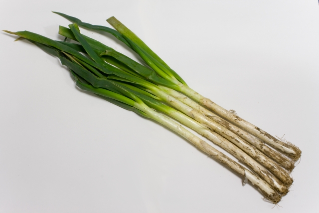 とれたて　泥付きネギ