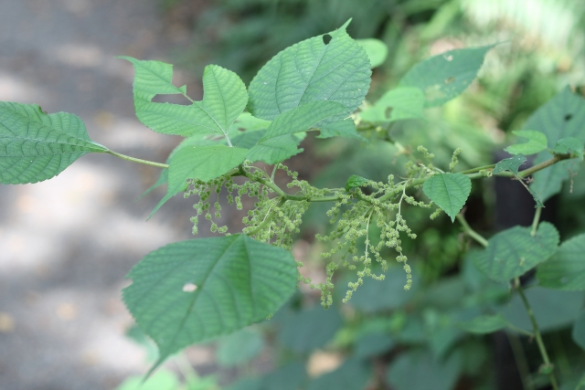 苧麻　カラムシ　麻 植物　チョマ