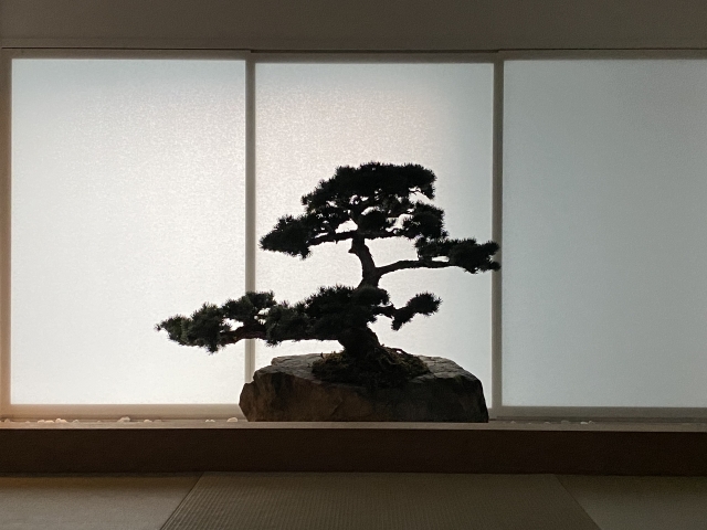 盆栽　カッコいいカット　松　シルエット　ライン　渋い　趣味　ミニ木