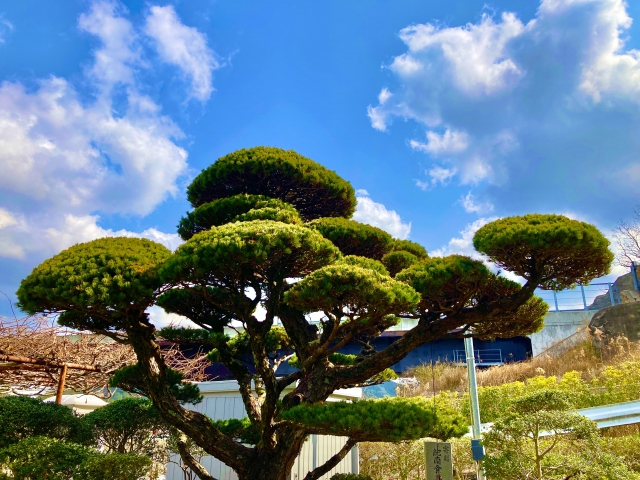 松の木　門カット　木　ポンポン　丸い　おしゃれ剪定
