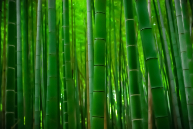 竹林 サスティナブルな素材 自然派志向の方にも