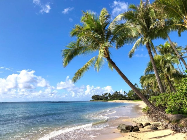 パレオはビーチで活躍ファッションアイテム　海　ヤシの木　浜　南国　夏のファッション