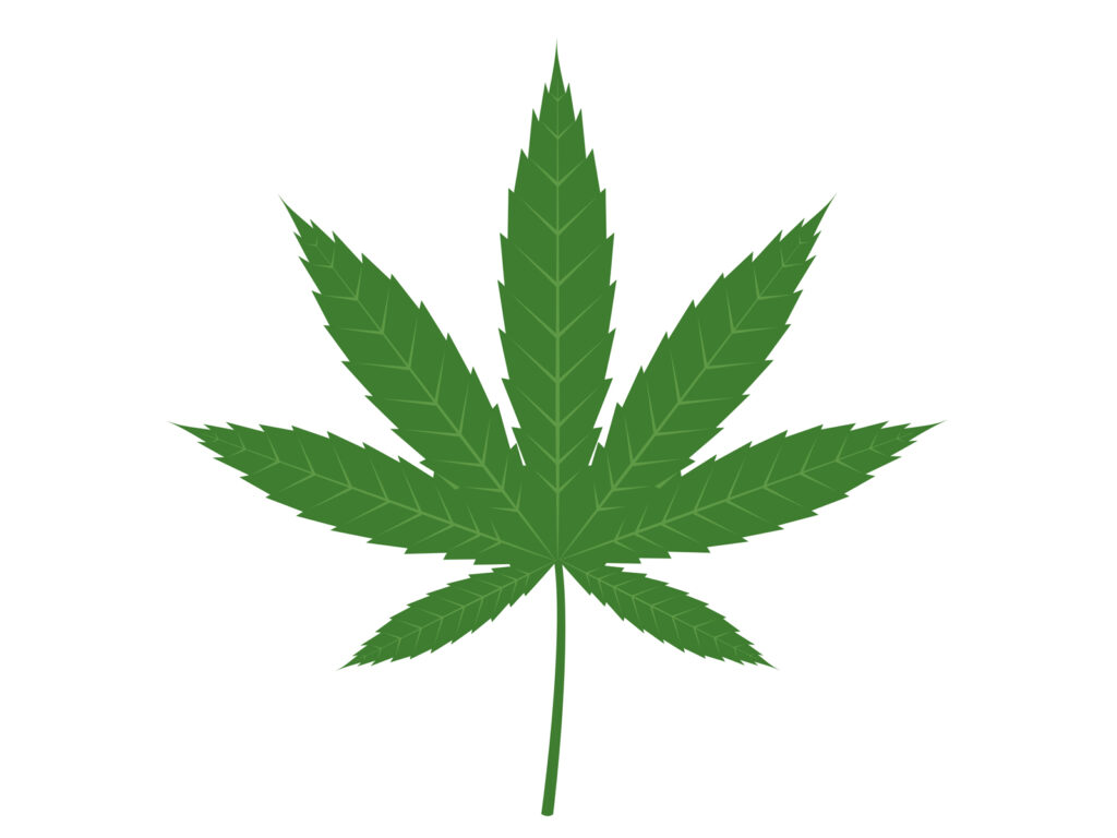 ヘンプ　大麻草