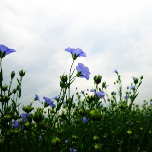 リネンの素材：亜麻の花言葉の背後に秘められたストーリー