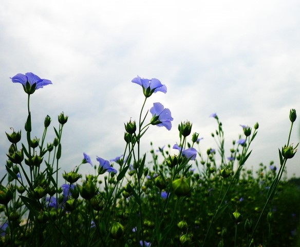 麻の花　リネンの花　亜麻の花畑　紫