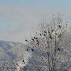 知らなかった北の国の思い出