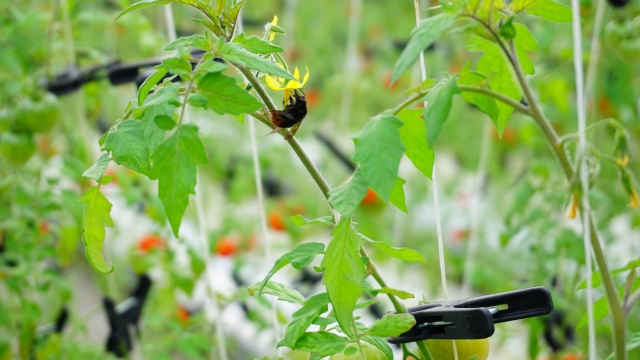 トマト　西洋マルハナバチ　受粉