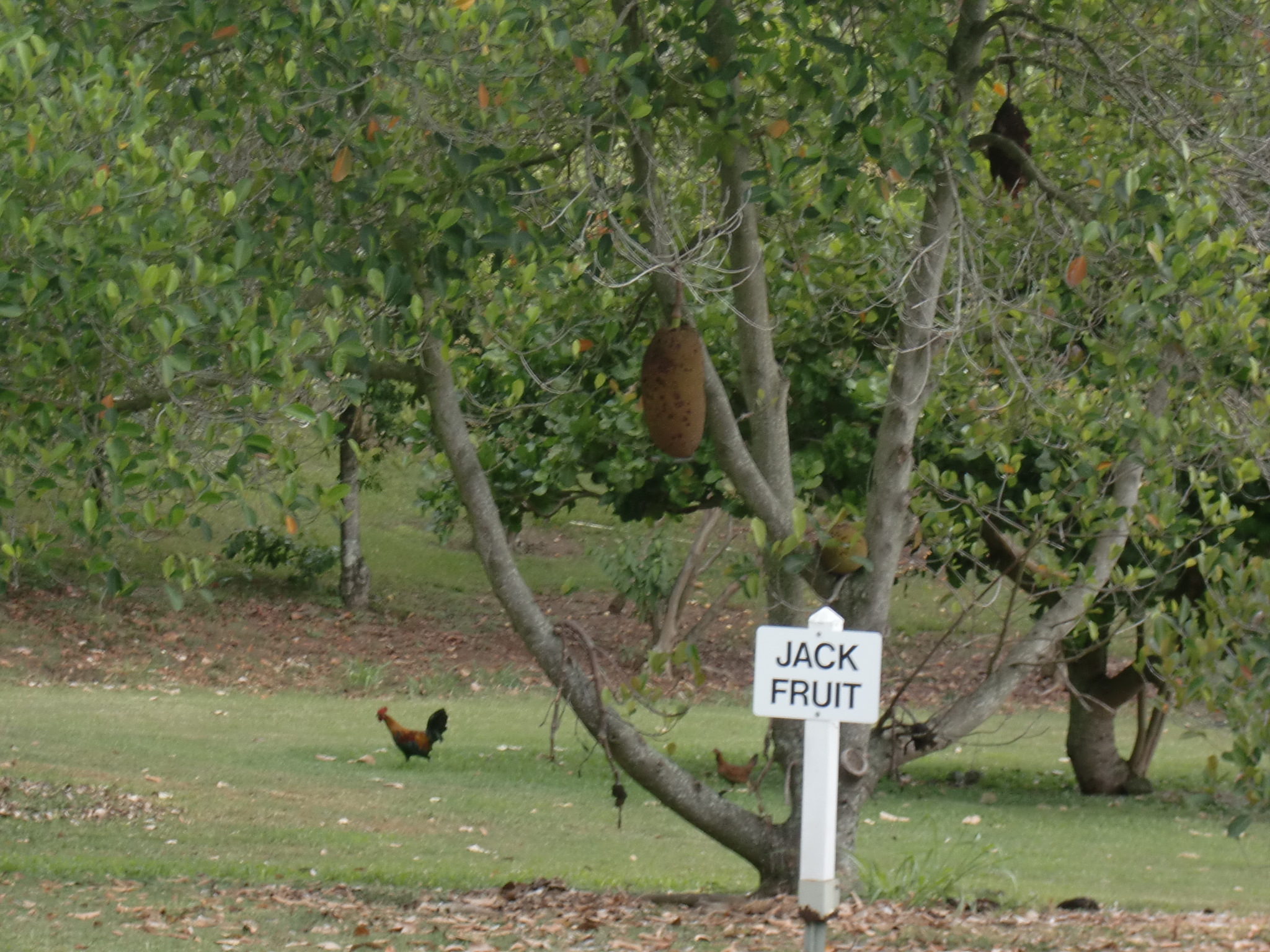ジャンクフルーツ