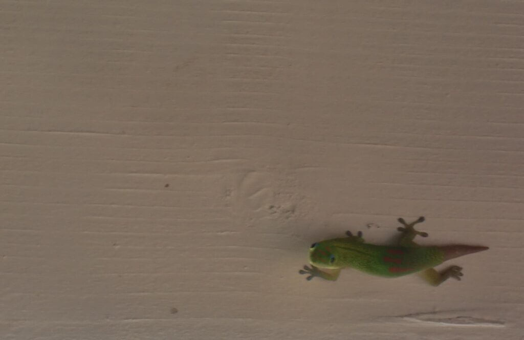 カラフルトカゲ　南国