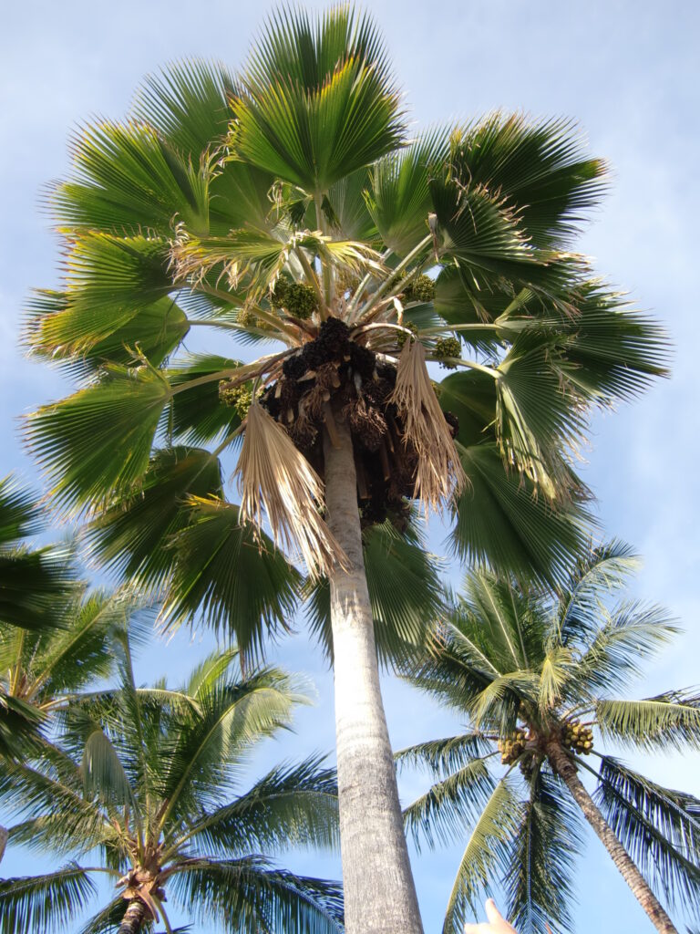 ヤシの木　ハワイ　ココナッツ　実　緑　空
