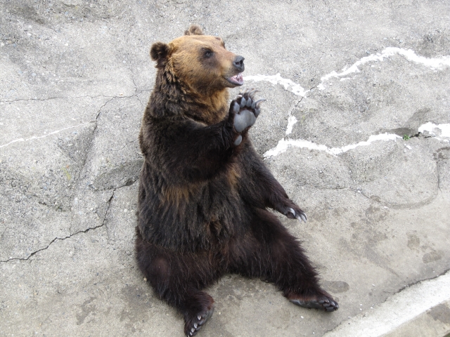 ヒグマ　手をあげる可愛い